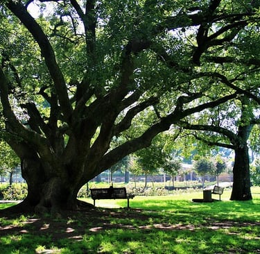 Oak tree in a sunny park, grass all around and bench in tree's shade