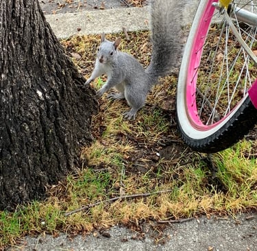 squirrel propped up on tree trunk next to pink & yellow bike 