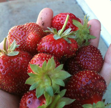 ripe red strawberries in the palm of a hand, fingertips dotted with bits of soil.