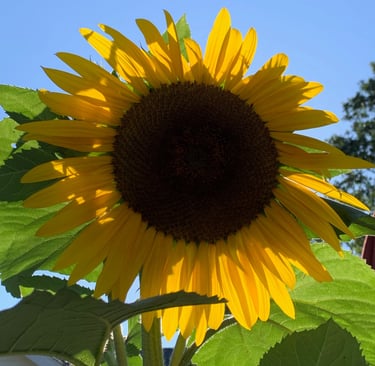 Large sunflower against a blue sky