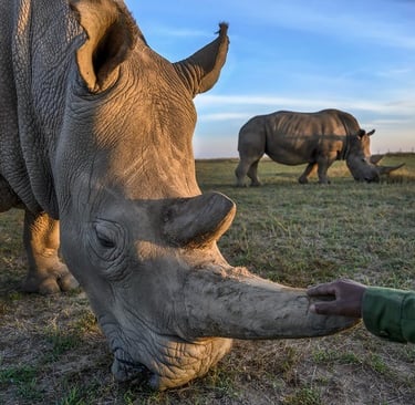 Najin and Zach, 2019 ©Ami Vitale