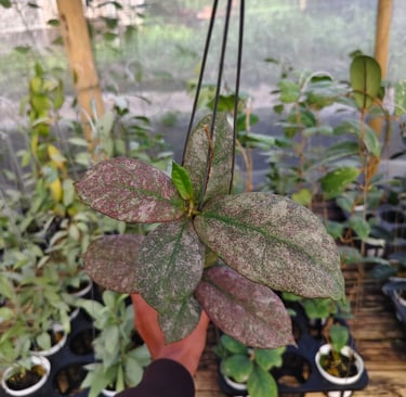 Hoya mitrata silver purple leaves from Kapuas Hulu, Borneo