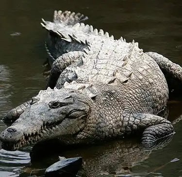 Crocodylus acutus
