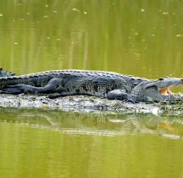 Crocodylus moreletii