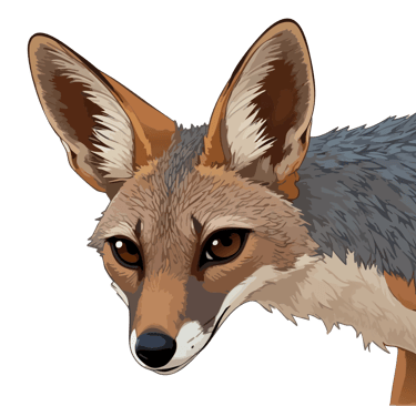 Black-backed jackal graphic art print, holding the viewer's gaze.