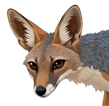 Thumbnail of Black-Backed Jackal graphic art print — Primal Gaze.
