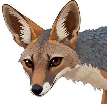 Black-backed jackal graphic art print, holding the viewer's gaze.