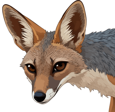 Black-backed jackal graphic art print, holding the viewer's gaze.