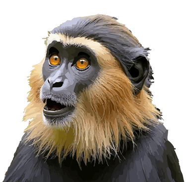 Golden monkey graphic art print, with striking orange eyes.