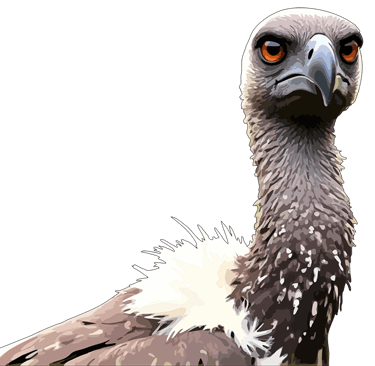 Thumbnail of Vulture graphic art print — Primal Gaze.