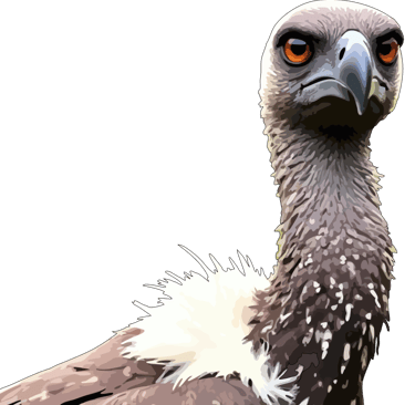 African vulture graphic art print, with ancient orange eyes.