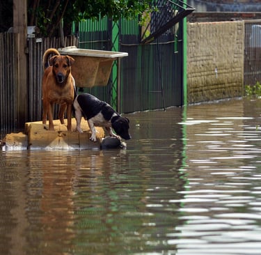 Dogs stranded in flooding waters