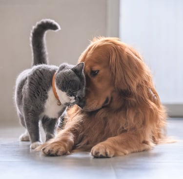 dog and cat