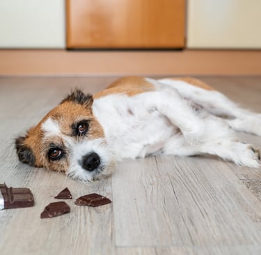 misbehaved dog