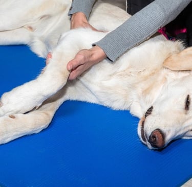Senior pet and end-of-life care