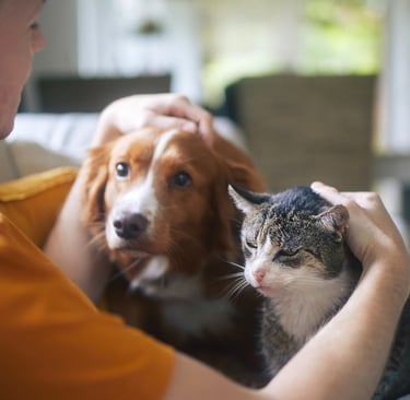 Man caring for cat and dog