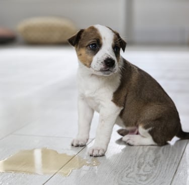 Dog peeing inside the house