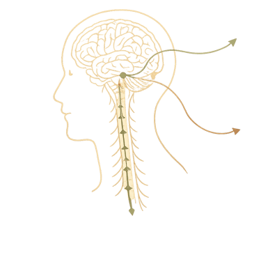 Illustration qui représente le système nerveux