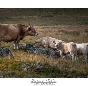 Vache et veaux Aubrac