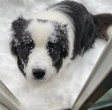 a dog is looking at the camera while standing in the snow