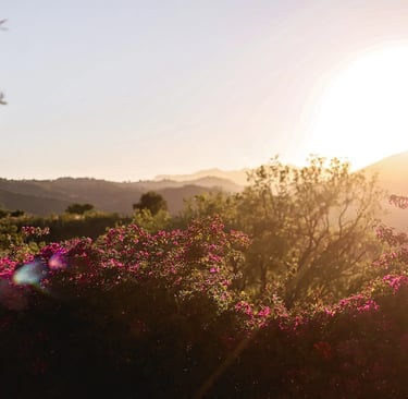Sunset over flowering gardens and rolling hills