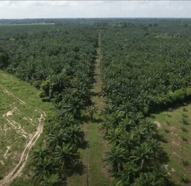 finca de cultivo de palma realizada con drone en Cesar Colombia