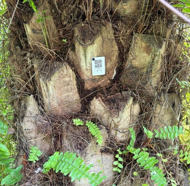a tree stump stump with a qr sign on it to identify the palms inside the cultivations
