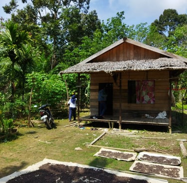 proses pasca panen natural kopi robusta di desa pasak piang, kuburaya, kalimantan barat