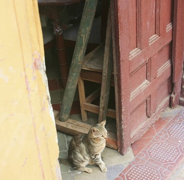 Cat, Leon, Nicaragua