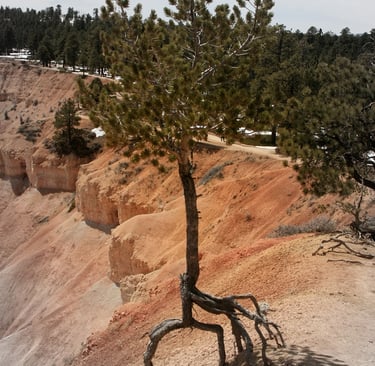 Tree, Bryce Canyon, UT