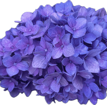 bright purple hydrangea fine art photography chicago