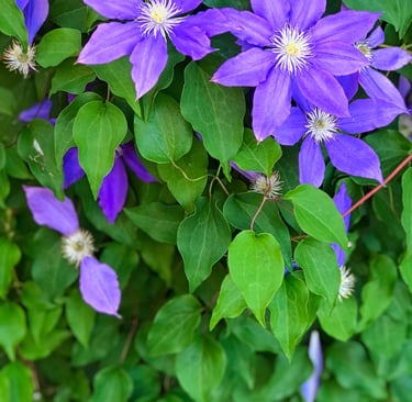 bright purple clematis vine flowers in chicago photography