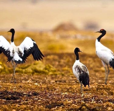 black-necked-carne-on-their-roosting-ground-in-phobjikha-valley-west-bhutan