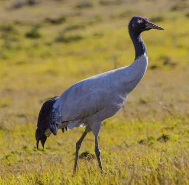 black-necked-crance-spotted-at-bumdelling-in-far-eastern-bhutan-1