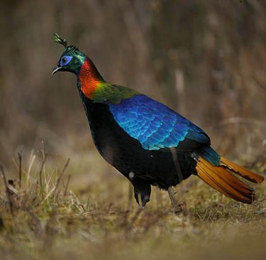 himalayan-monal-spotted-at-bumthang-central-bhutan