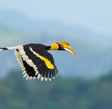 rufous-necked-hornbill-druing-flight-at-nabji-trongsa-bhutan