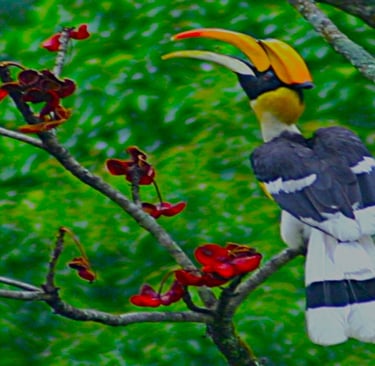 rufous-necked-hornbill-spotted-in-nabji-in-trongsa-bhutan