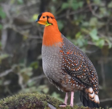 satyr-tragopan-spotted-at-thrumsengla-paa-mongar-district-east-bhutan