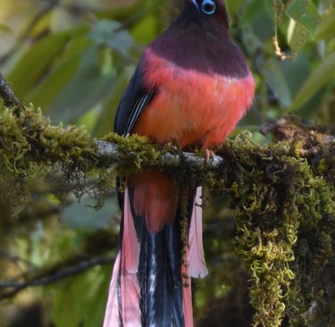 ward-s-trogon-spotted-at-yongkola-mongar-district-eastern-bhutan
