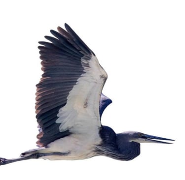 white-bellied-heron-druing-flight-at-puna-tsang-chuu-riverbeds-west-bhutan
