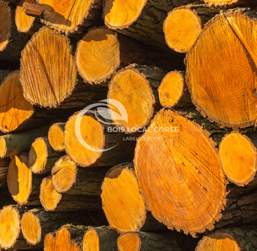 gros rondins avec le soleil qui tape dessus