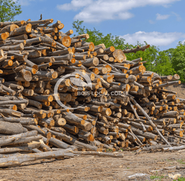 troncs de bois empilés
