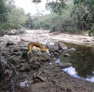 Charco Largo en época de sequía