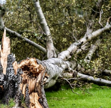 emergency tree removal services | storm damage