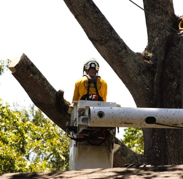 tree removal services in baton rouge