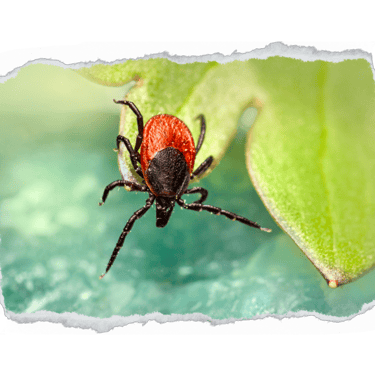 dedetização carrapatos