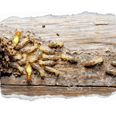 Cupim de madeira seca 