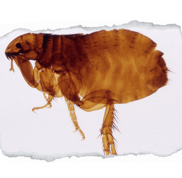 dedetização pulgas