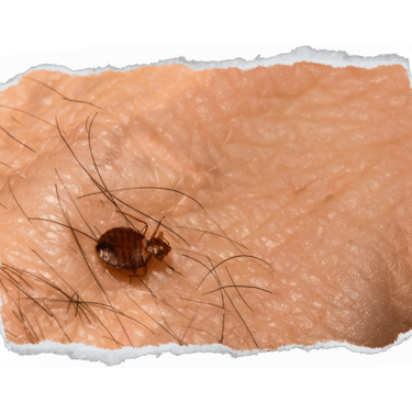 dedetização percevejo de cama