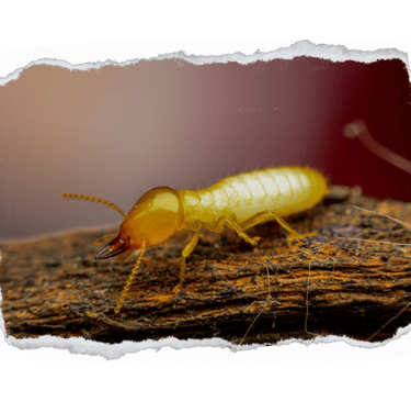 Cupim de madeira seca 